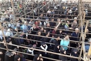 ویدیو|خروج بیش از ۱۲۵هزار زائر اربعین از مرز مهران در ۲۴ ساعت گذشته