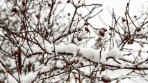 چند سانتی‌ متر برف در تهران بارید؟ 