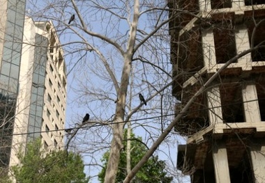 تصویب طرح حفاظت از درختان خیابان ولیعصر