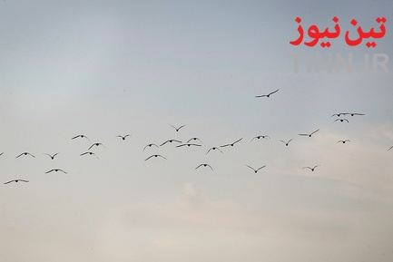 تهران؛ میزبان «پرندگان سیبری»