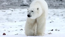 Polar Bear Killed after Attacking Hapag-Lloyd Cruises’ Guard