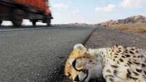 محدوده تردد یوزپلنگ ها به دوربین کنترل سرعت مجهز می شود