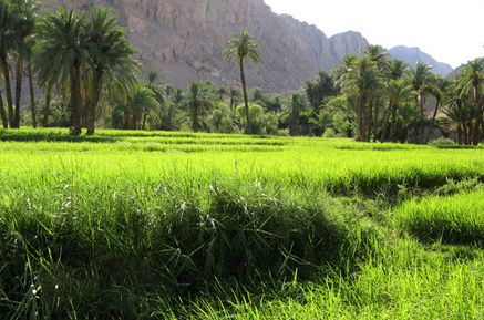 ازمیغان