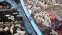 صادرات نخستین محموله دام زنده از طریق بندر شهید باهنر