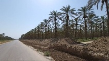تکمیل فاز دوم محور گردشگری بوشهر
