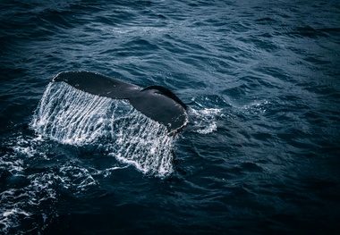 Panama Canal Reveals Speed Limits to Protect Whales