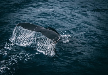 Panama Canal Reveals Speed Limits to Protect Whales