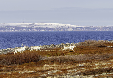 Reindeer collisions avoided with satellite technology