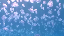 Ecochlor BWTS receives USCG Type Approval