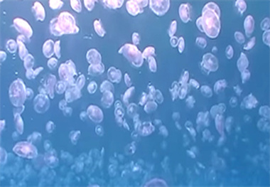 Ecochlor BWTS receives USCG Type Approval
