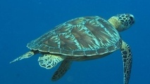 New online game educates in marine life challenges