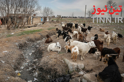 حاشینه‌نشینان جنوب تهران