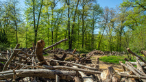 Network Rail and Forestry and Land Scotland complete £300k Glenfinnan biodiversity project