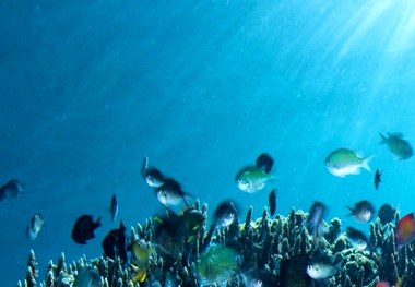 Industry progress noted towards ocean protection treaty