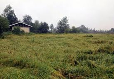 شالیکاران برای جلوگیری ازخسارت شالیزارها در هوای بارانی درو نکنند