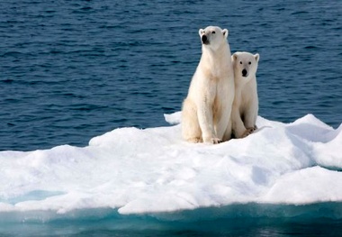 New WWF guide helps ships avoid vulnerable Arctic species