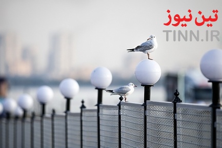 تهران؛ میزبان «پرندگان سیبری»