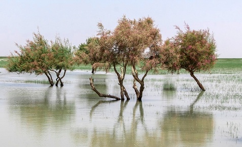 دریاچه هامون 
