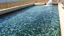  خسارت سنگین سیلاب به آبزی پروران خوزستانی 