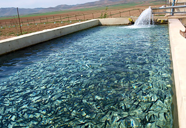  خسارت سنگین سیلاب به آبزی پروران خوزستانی 