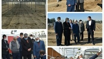 از روند پیشرفت گلخانه های این شهر بازدید کرد 